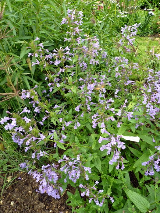 Nepeta sibirica